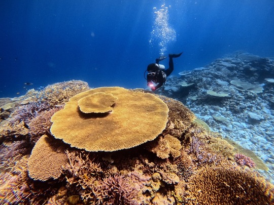 FUNダイビング - 慶良間諸島渡嘉敷島ダイビングサービス RetreatDive